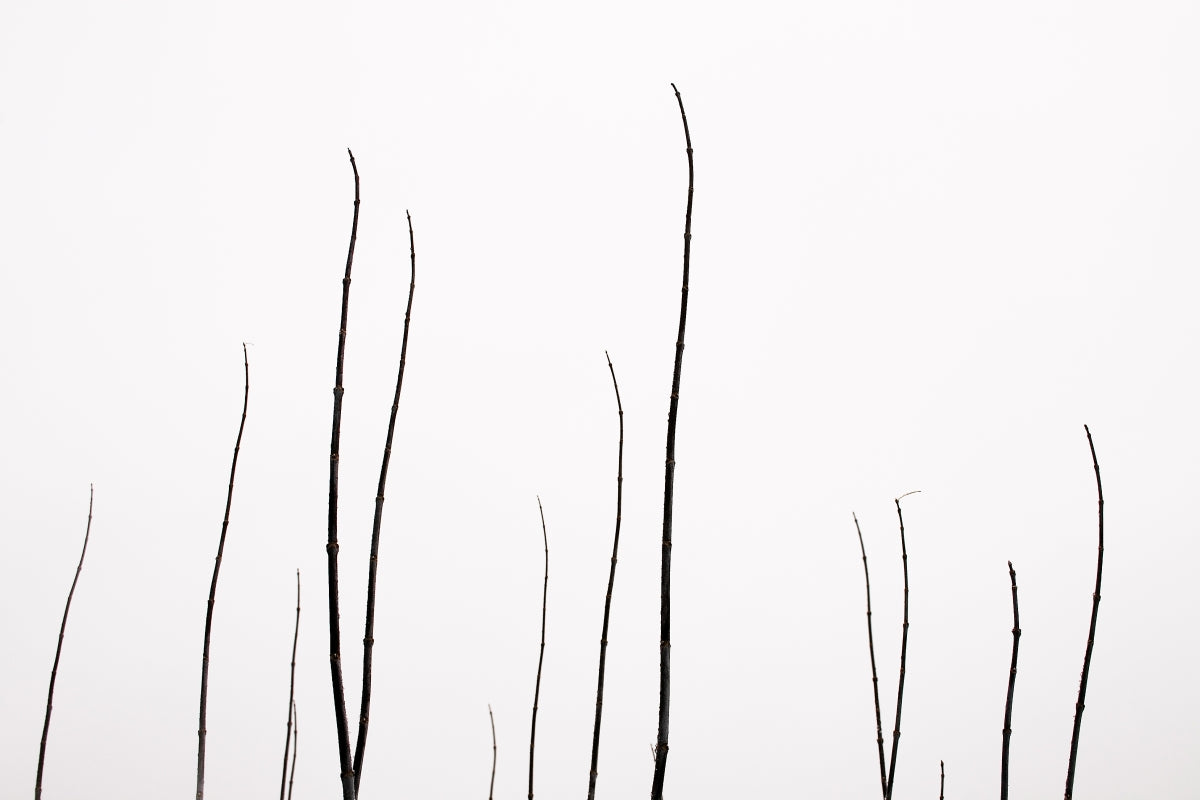 Minimal Nature