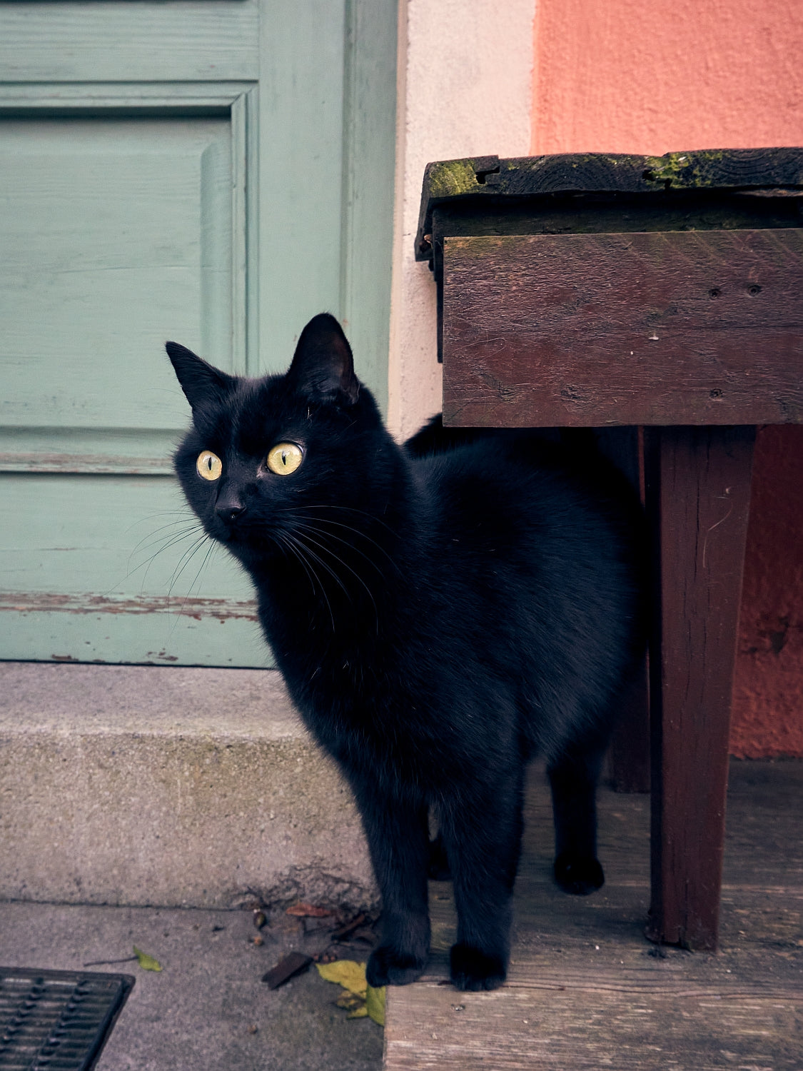 eine schwarze Katze schaut wachsam mit leuchtenden Augen